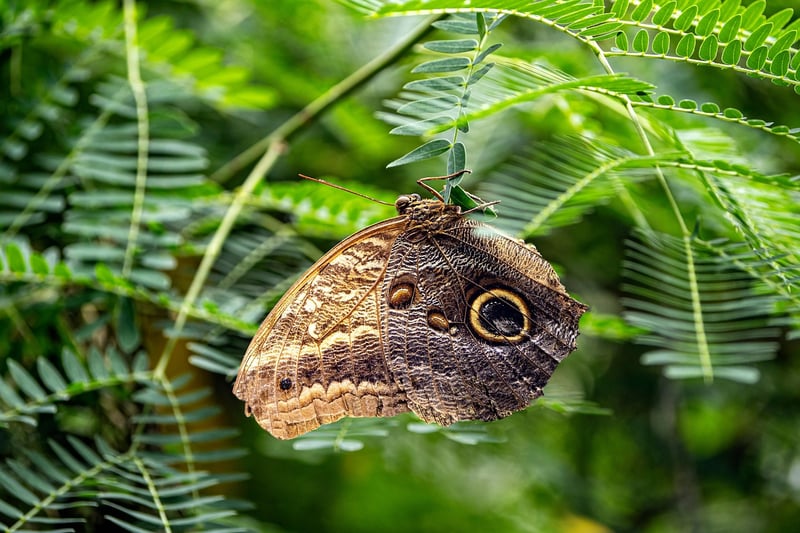 Butterfly Avoidance